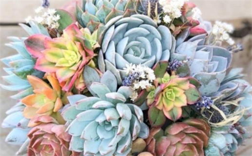 属鼠的生肖跟什么属相最配_属鼠的生肖跟什么属相最配对